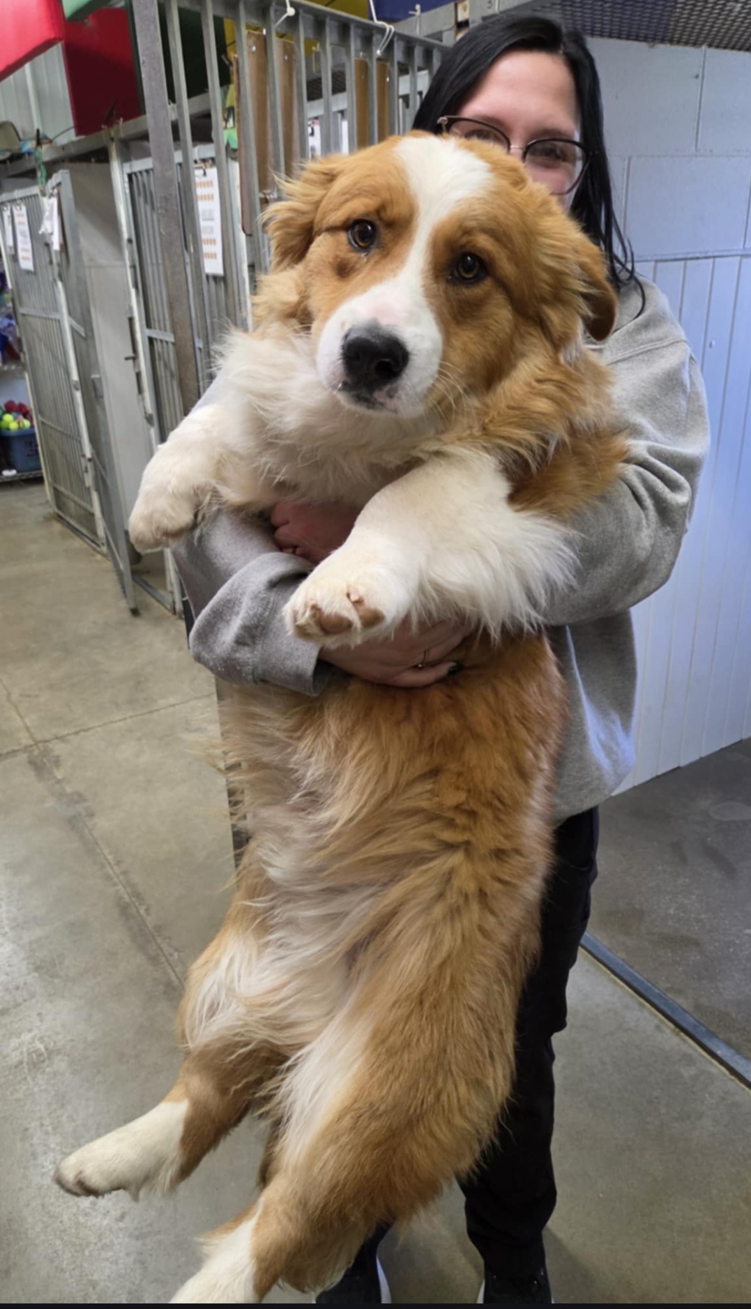 CARDIGAN WELSH CORGI