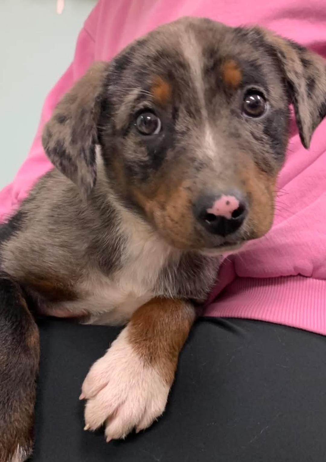CATAHOULA LEOPARD DOG, AUSTRALIAN SHEPHERD