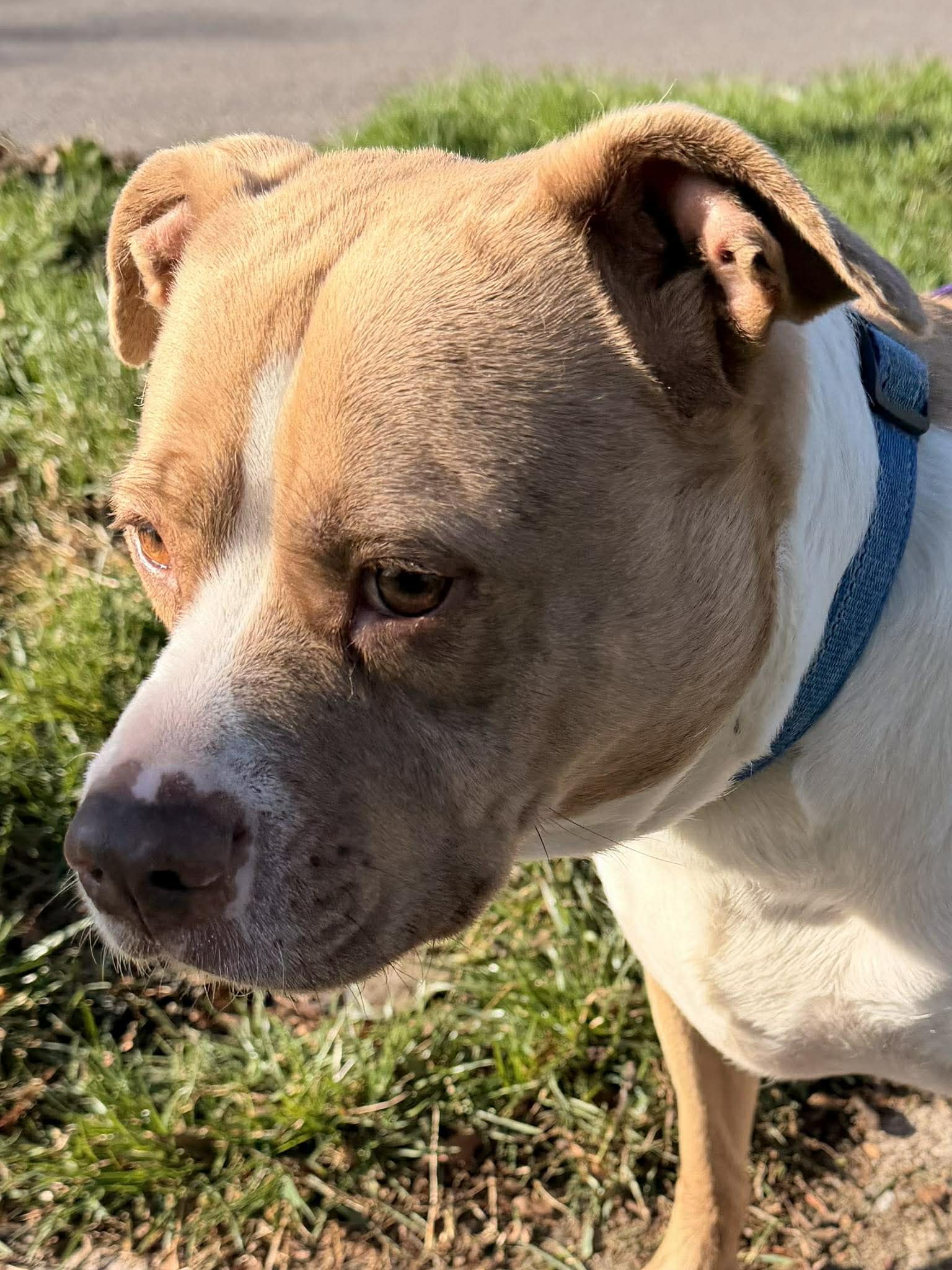 Nova: Adopt or Forever Foster