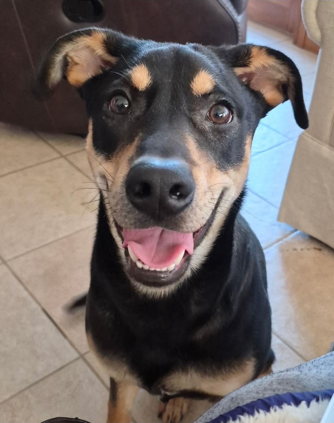 GERMAN SHEPHERD DOG, DOBERMAN PINSCHER