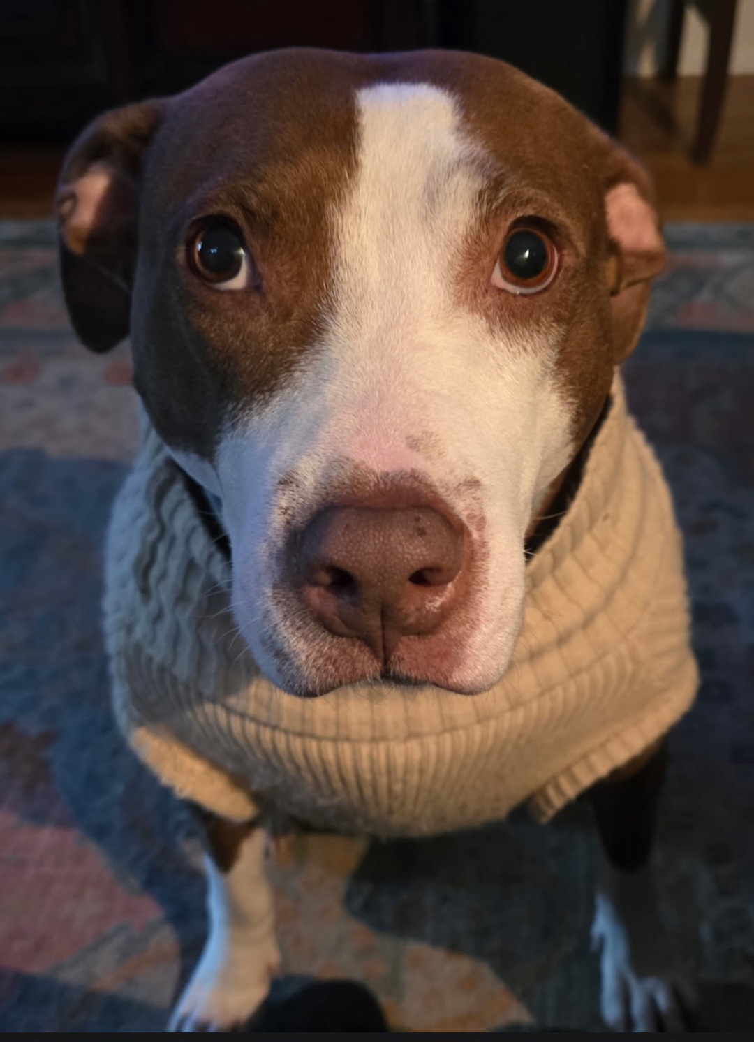 AMERICAN PIT BULL TERRIER