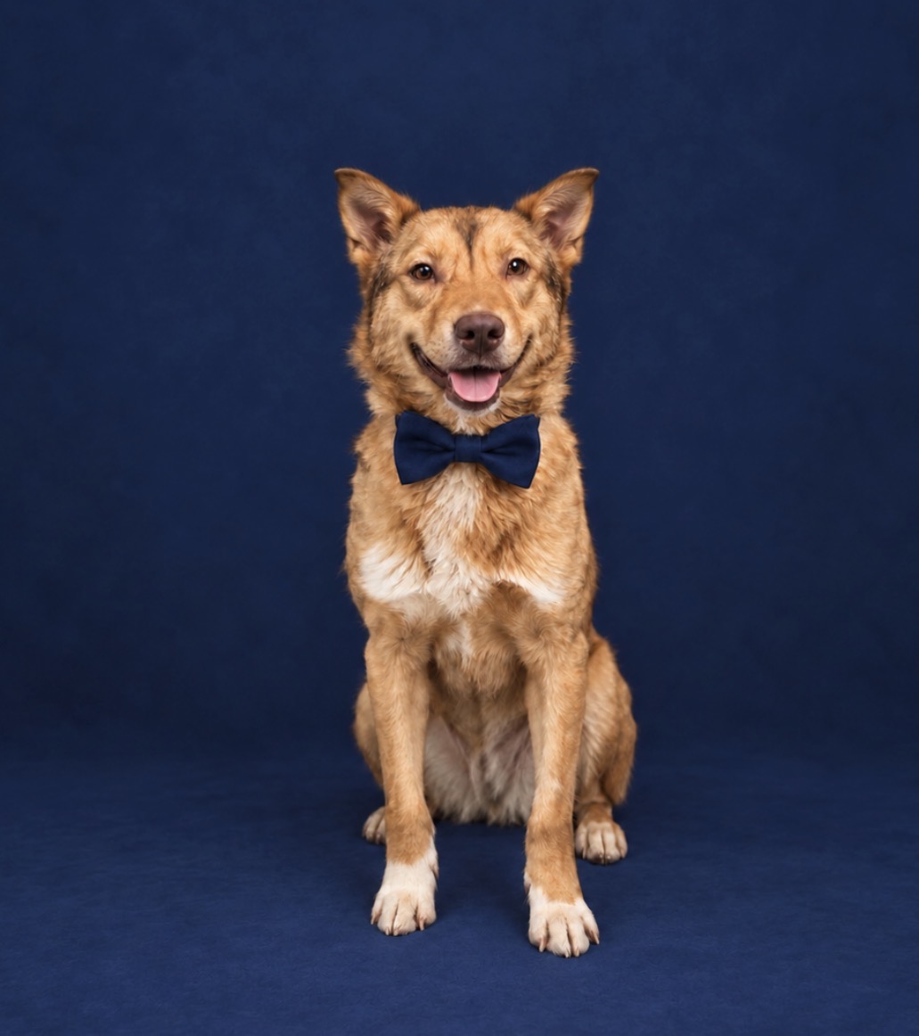 GERMAN SHEPHERD DOG, SIBERIAN HUSKY