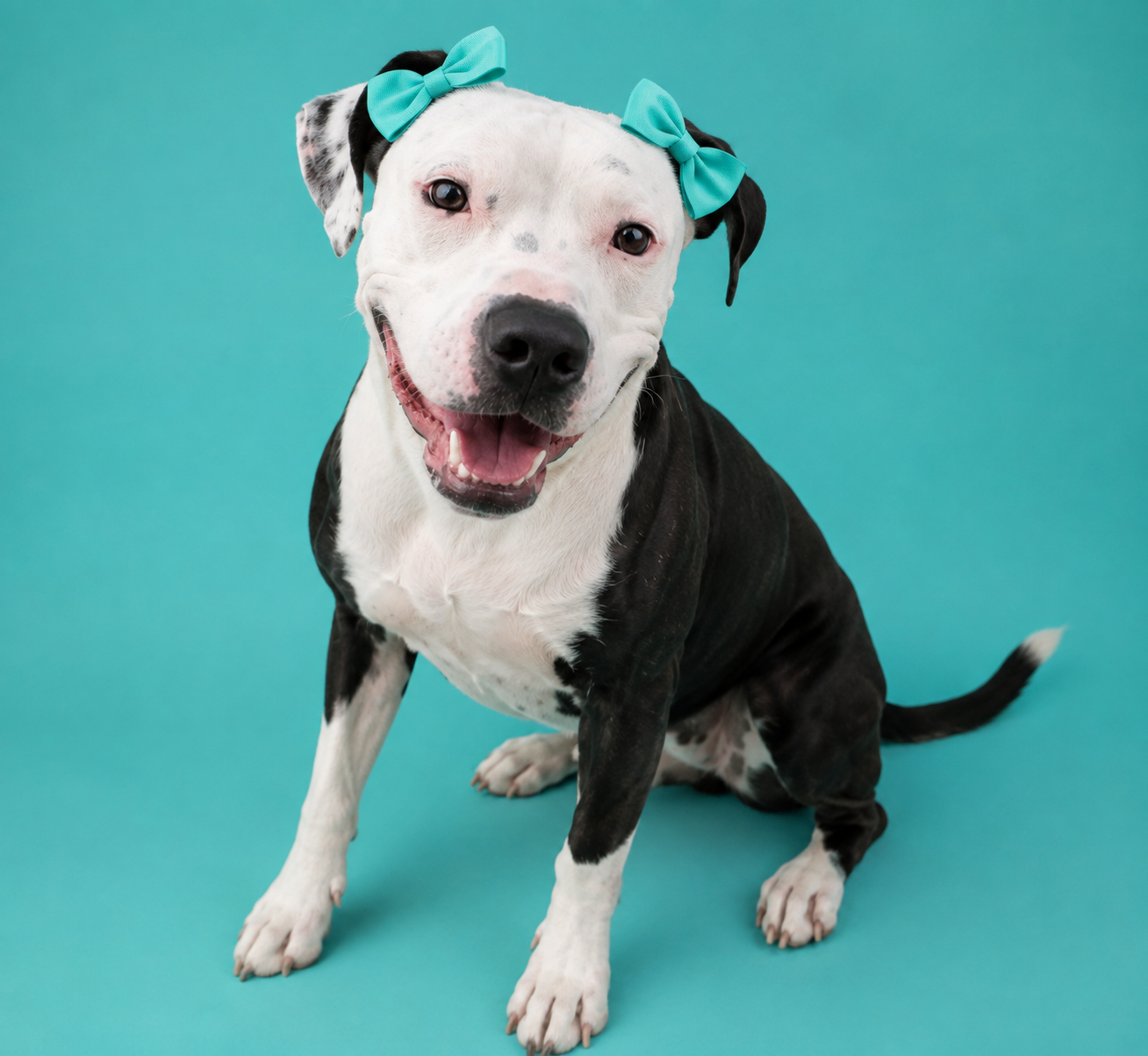 AMERICAN PIT BULL TERRIER