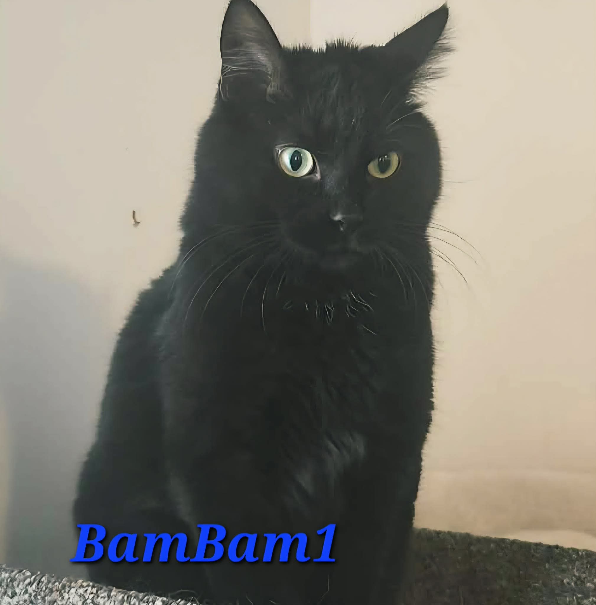 BamBam1