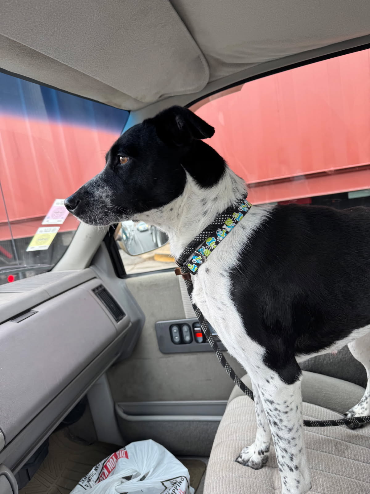 AUSTRALIAN CATTLE DOG, GERMAN SHORTHAIRED POINTER, BORDER COLLIE