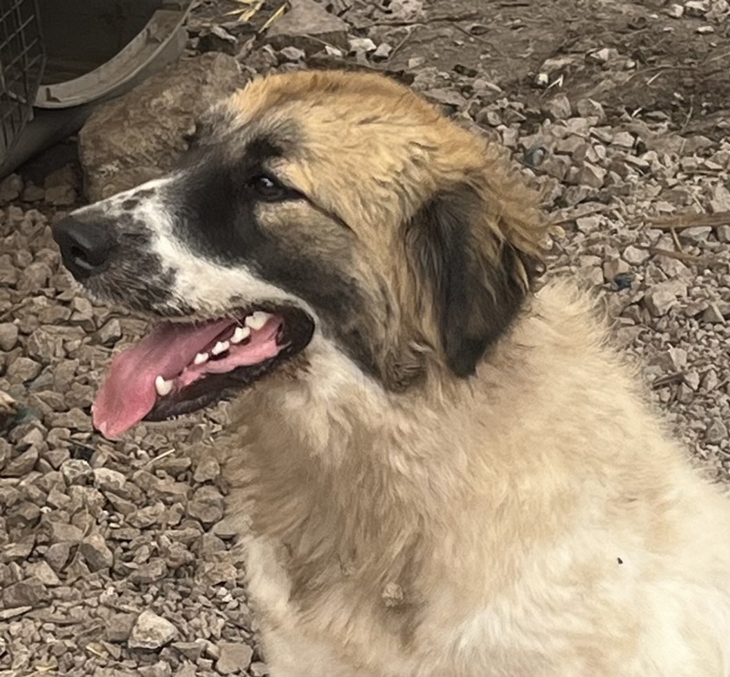 Adopt Belinda NA Bess - Female Great Pyrenees in Austin, TX | Texas ...