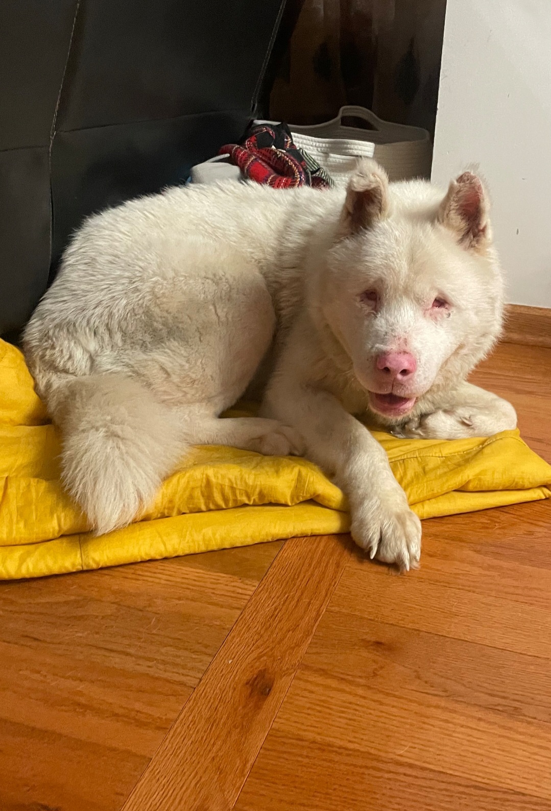 AKITA, SIBERIAN HUSKY, CHOW CHOW