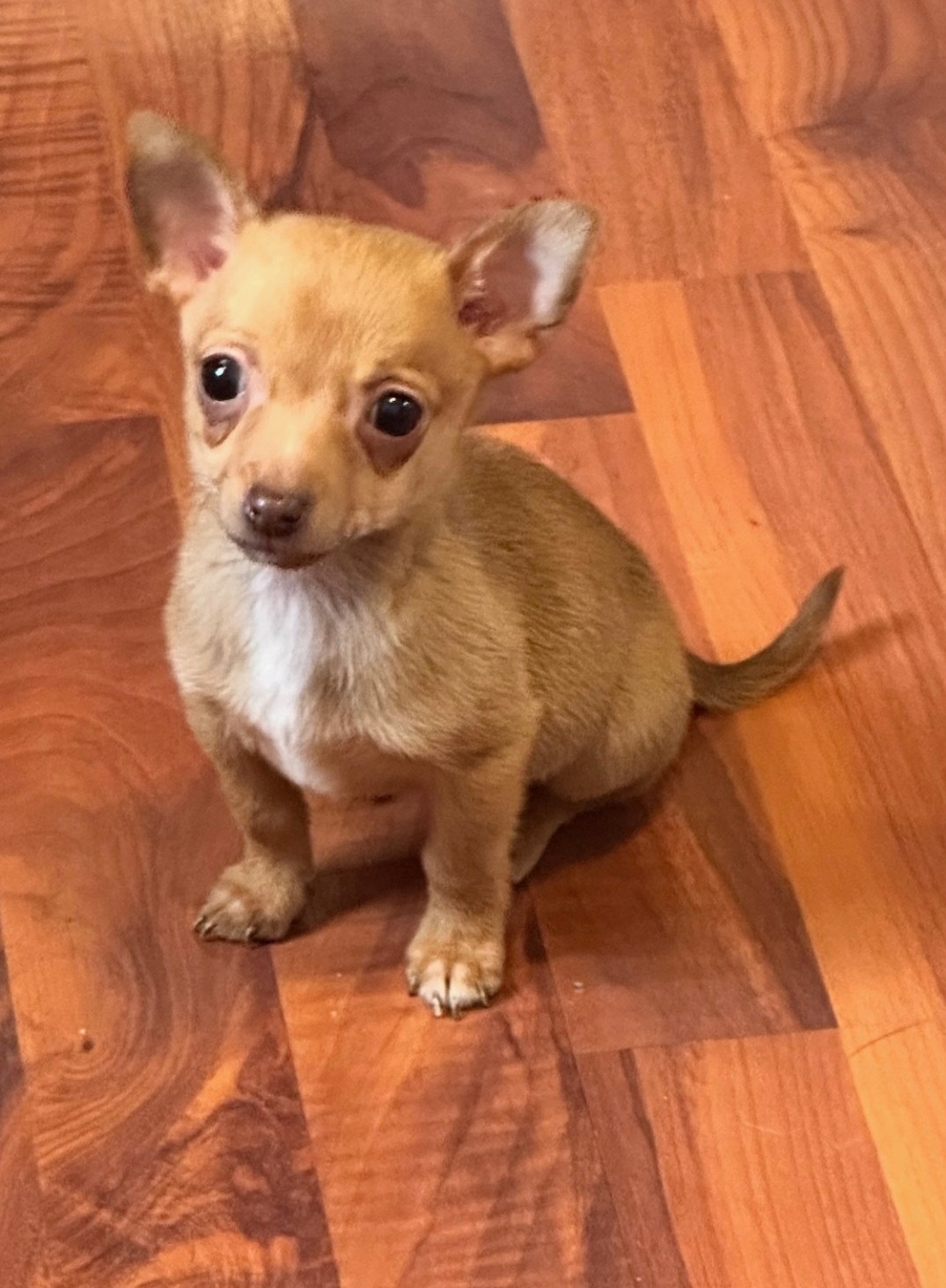 CHIHUAHUA