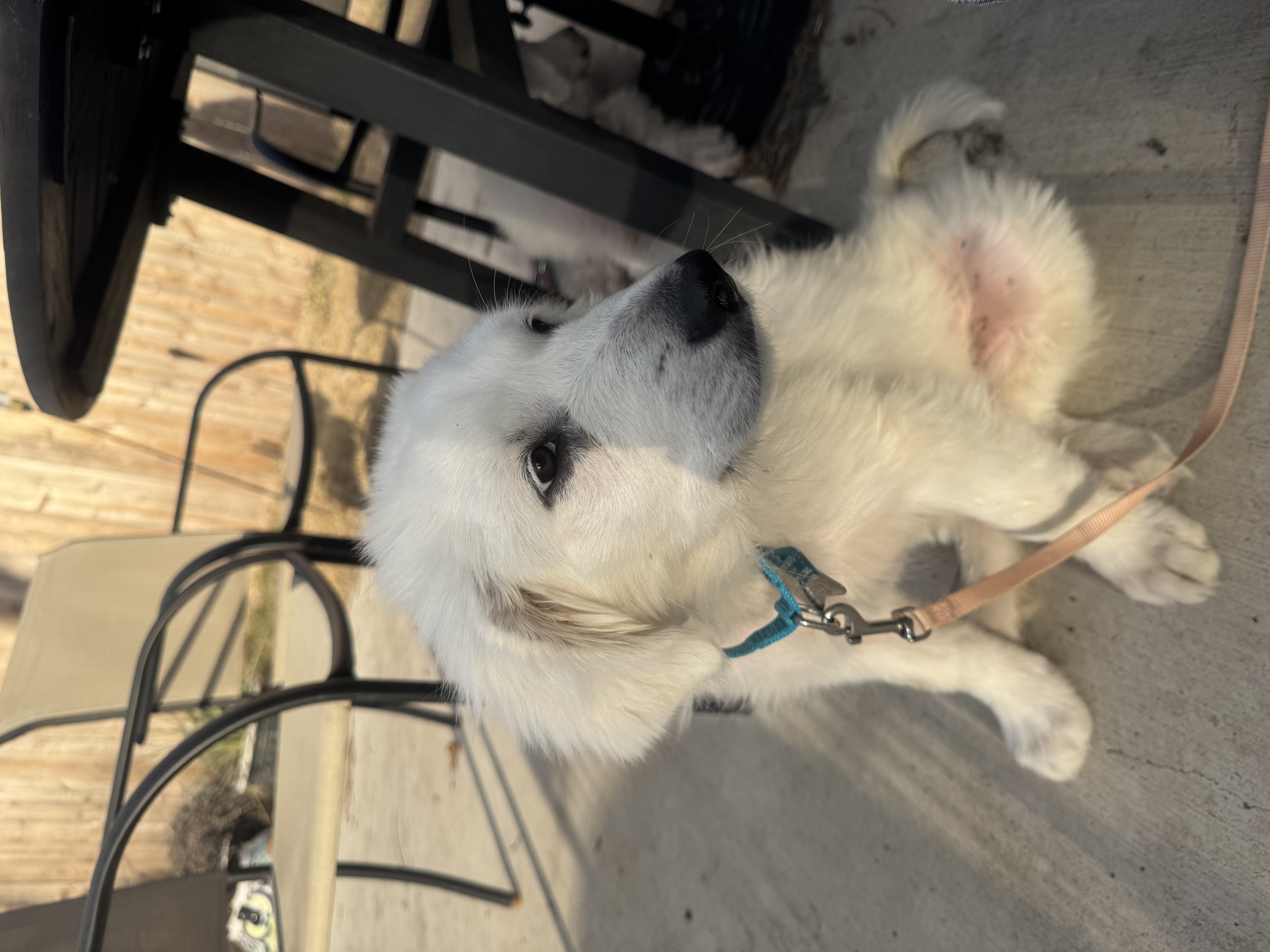 Simon