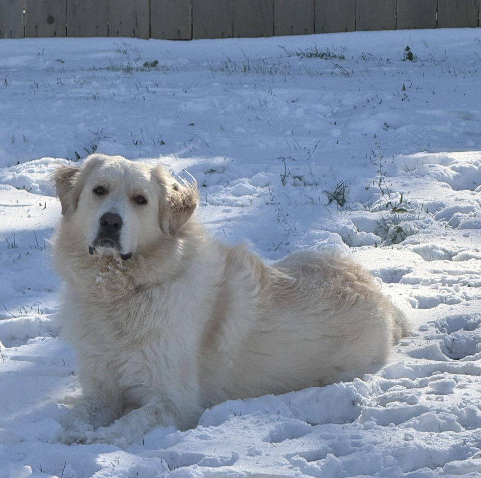 Suki