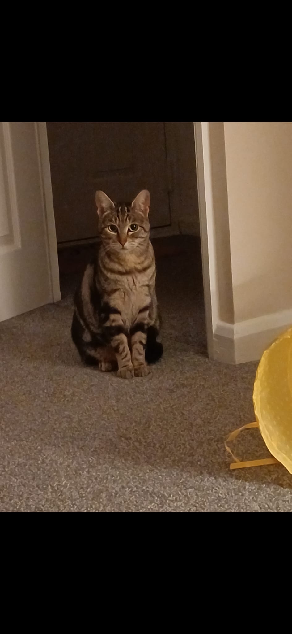 Willow