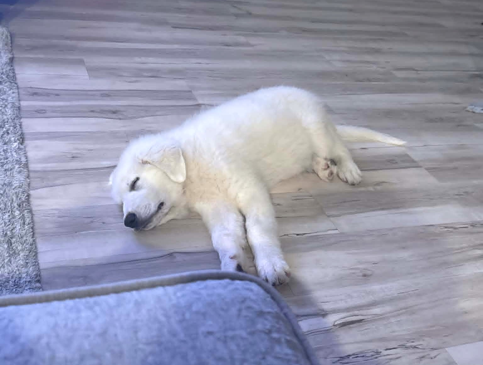 Louie