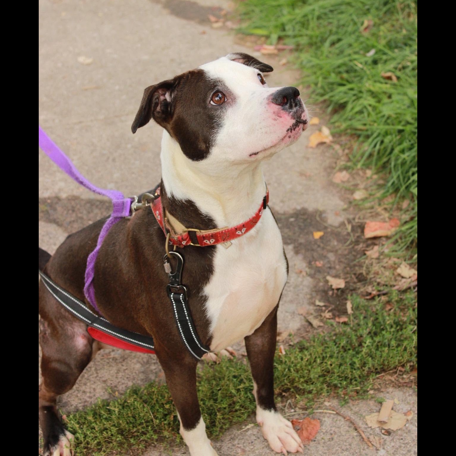 Violet: Adopt or Forever Foster