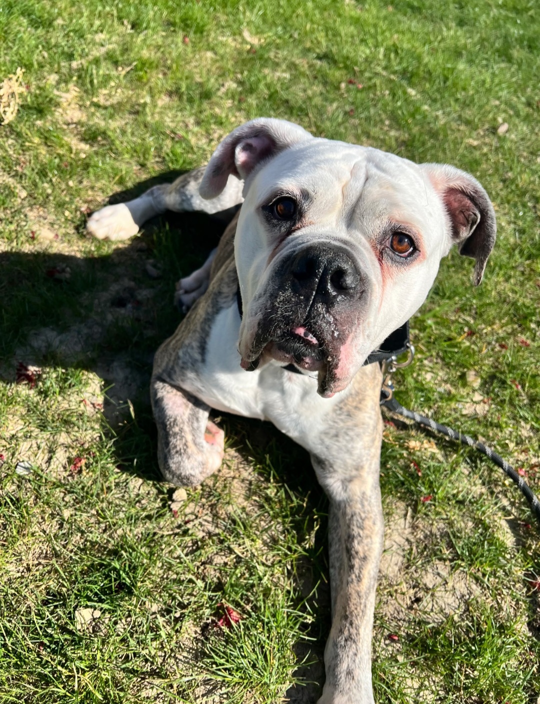 AMERICAN BULLDOG