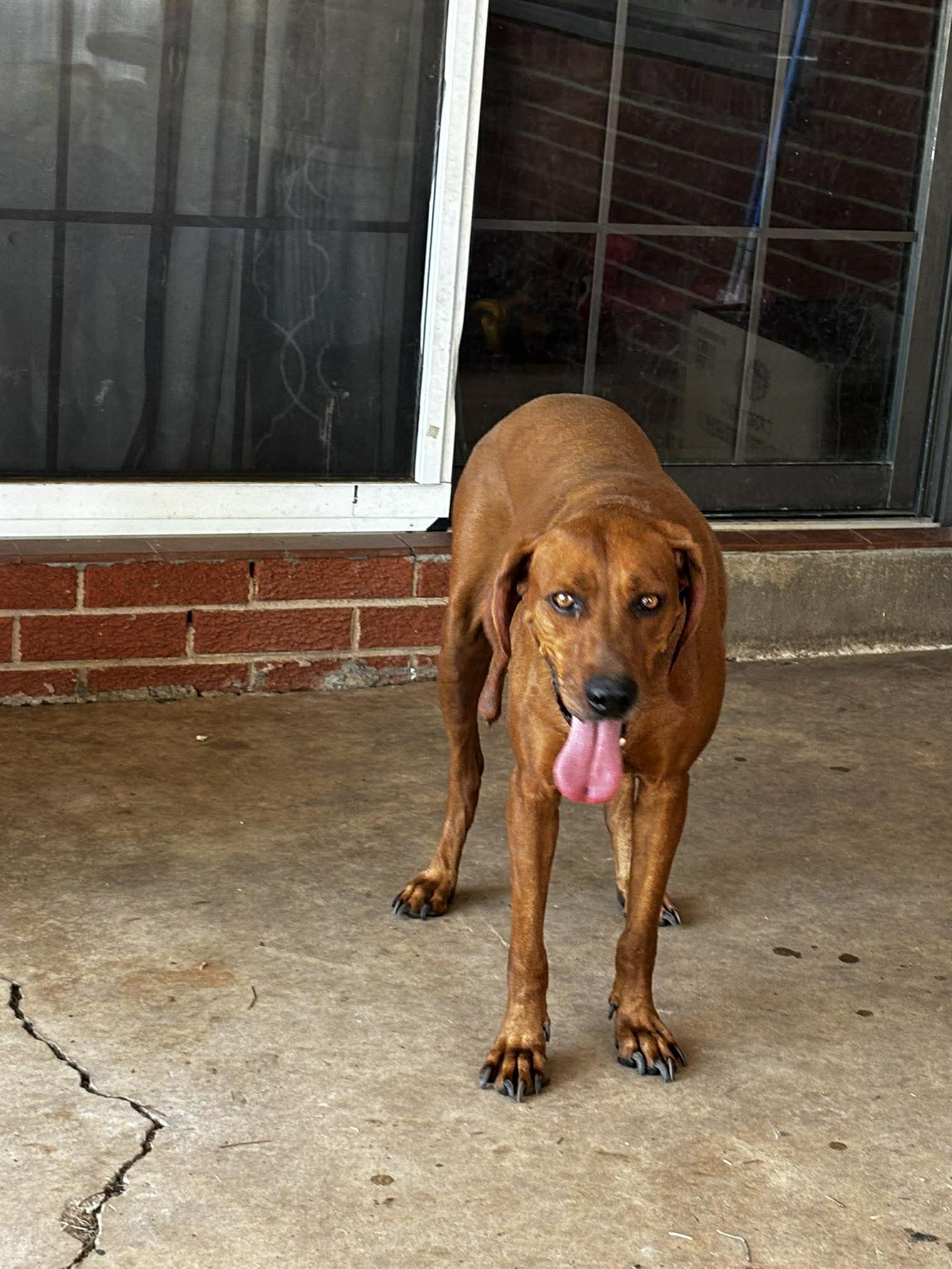 Amber, photo 4
