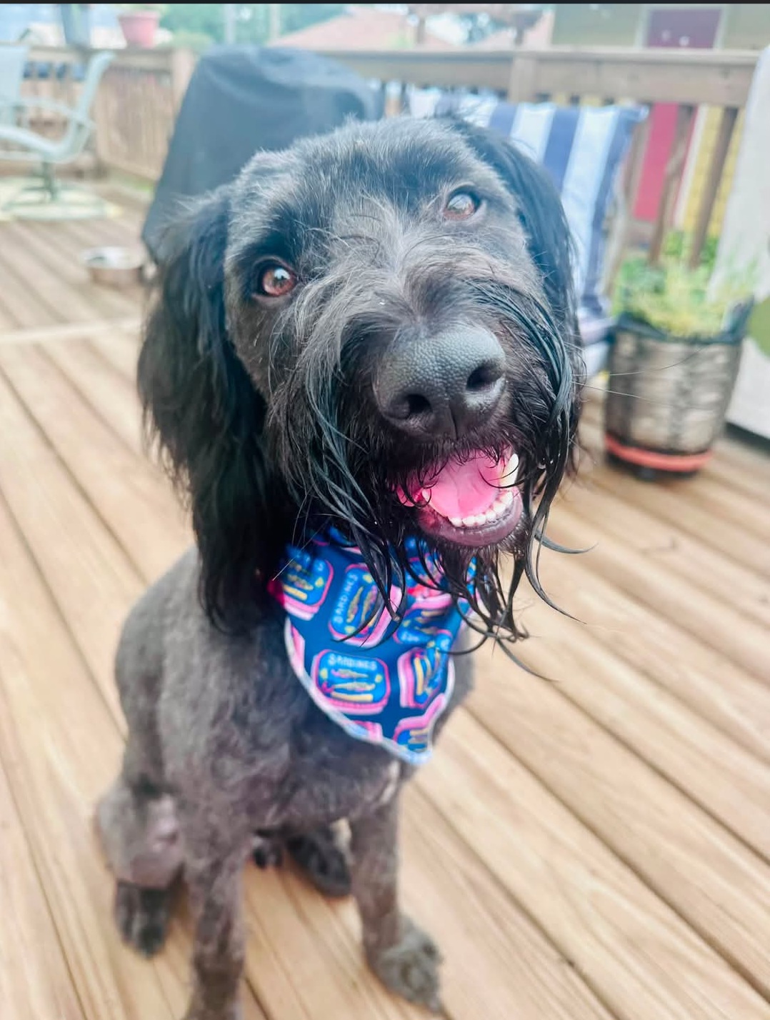 LABRADOODLE, GOLDENDOODLE