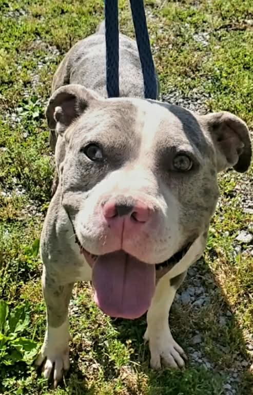 AMERICAN PIT BULL TERRIER, CATAHOULA LEOPARD DOG