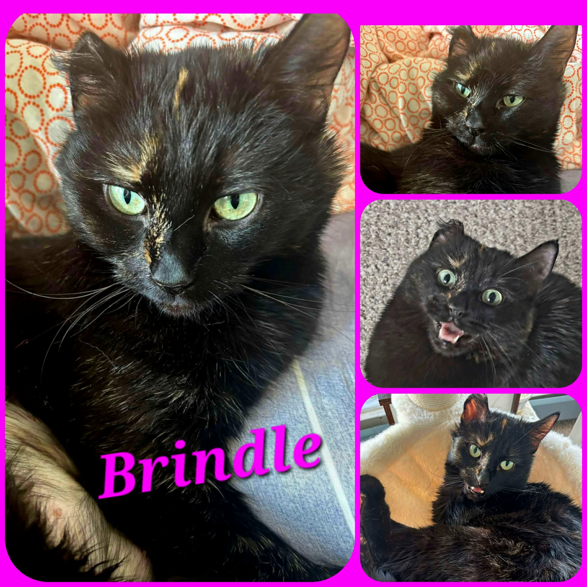Brindle