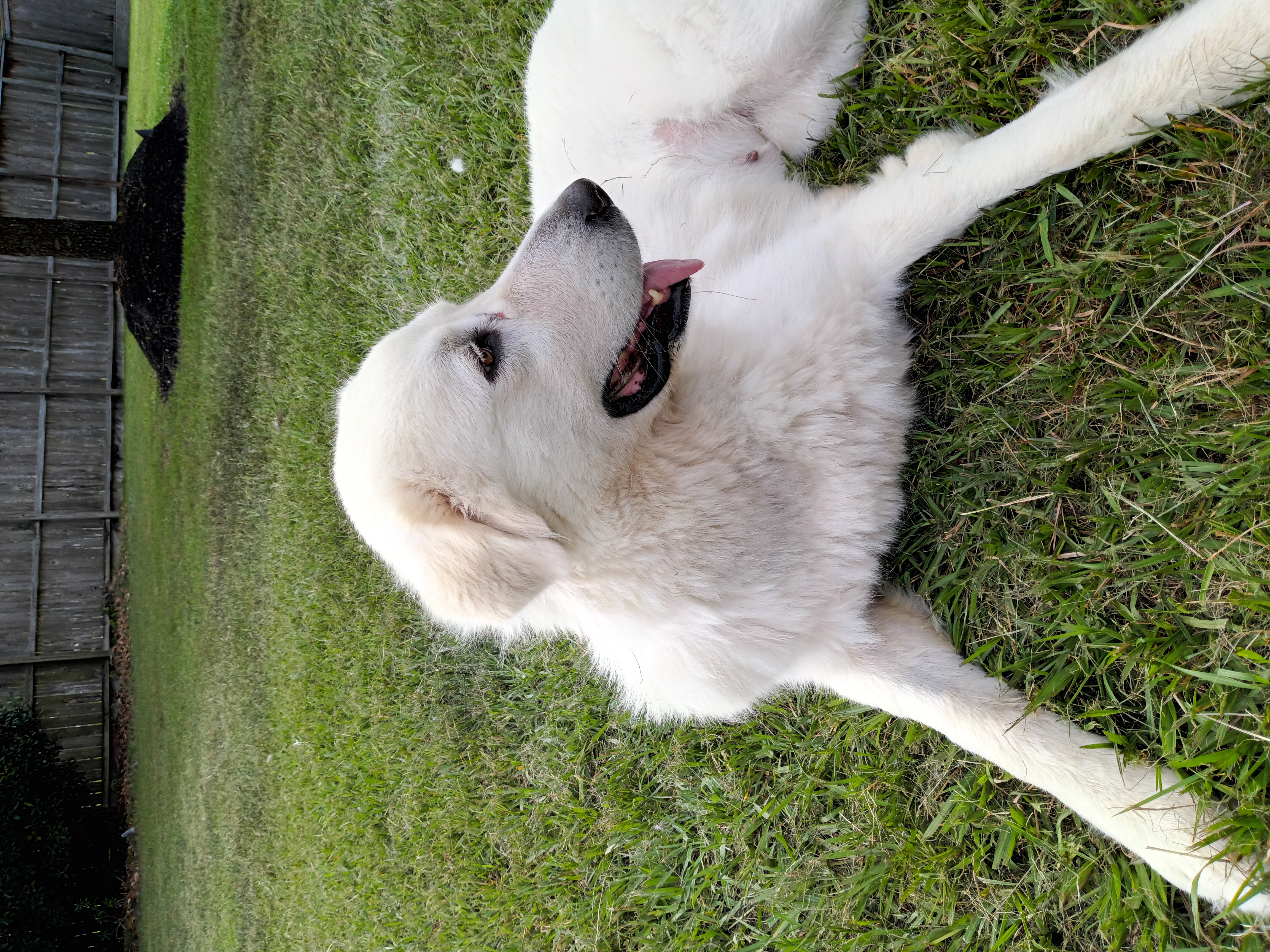 Great Pyrenees Rescue Houston