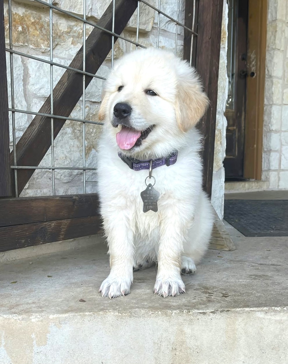 Clutch  Texas Icon Litter AN Nimbus (cloud)