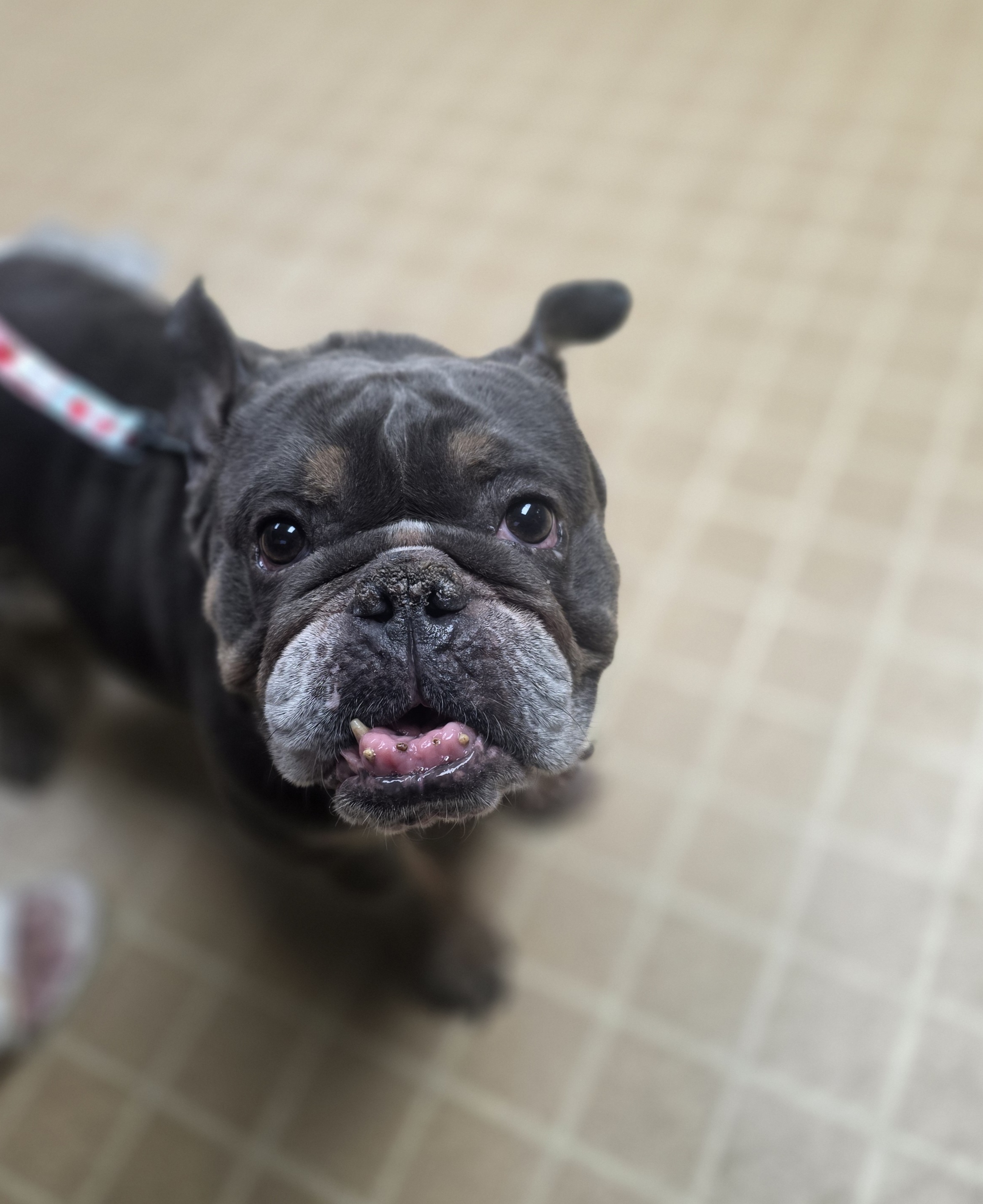 OLDE ENGLISH BULLDOGGE