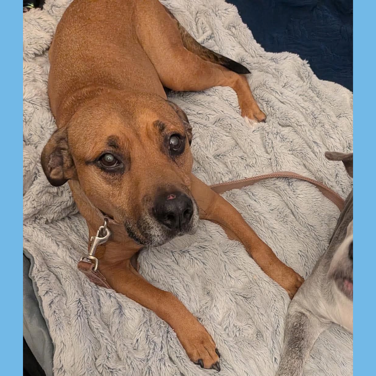 Sasha HotDog: Adopt or Forever Foster