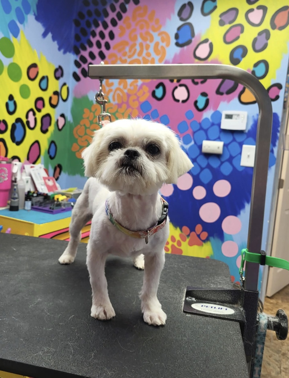 SHIH TZU