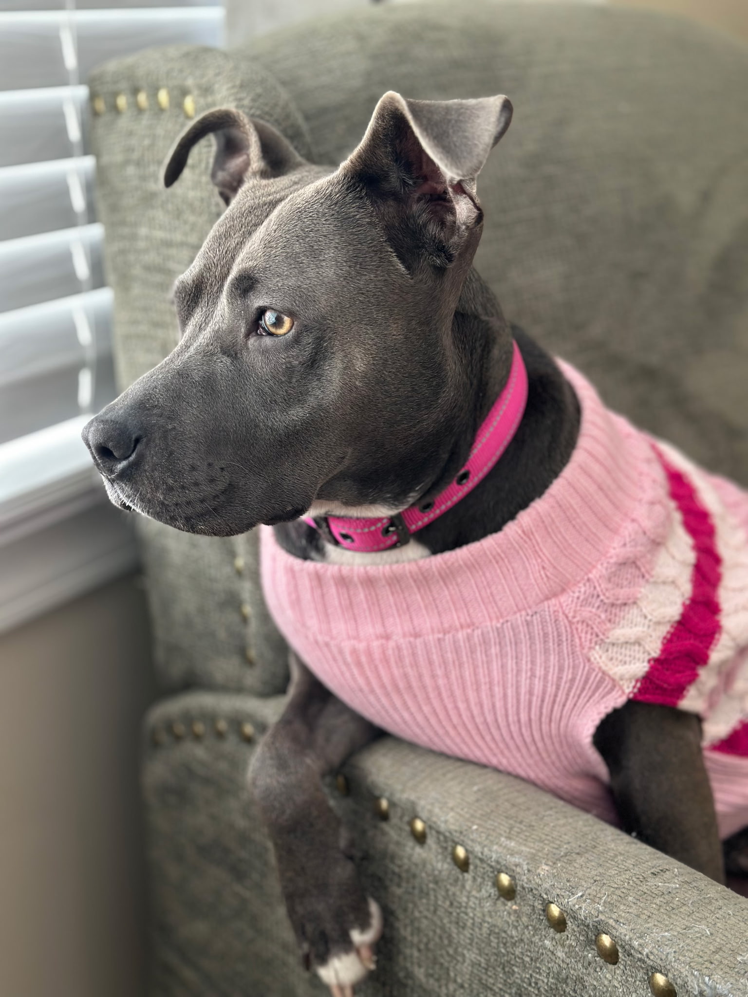 AMERICAN PIT BULL TERRIER, LABRADOR RETRIEVER