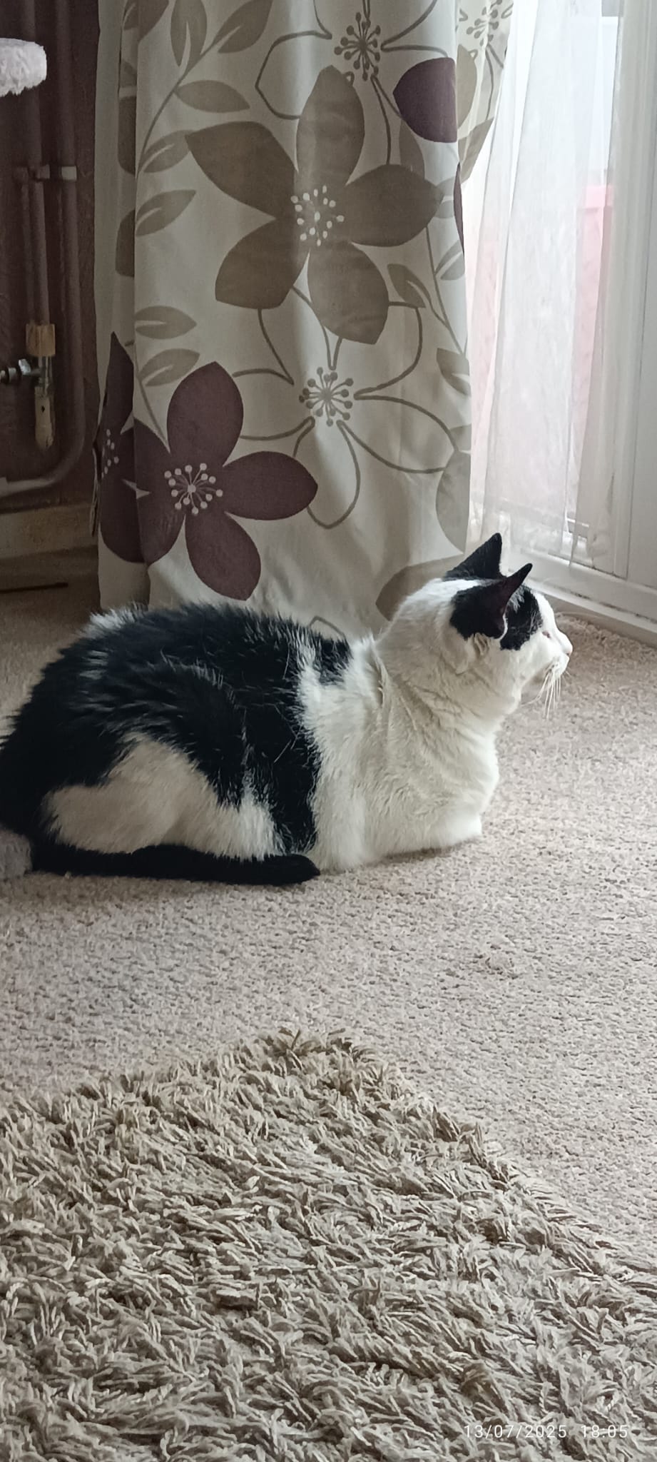 Stretchy