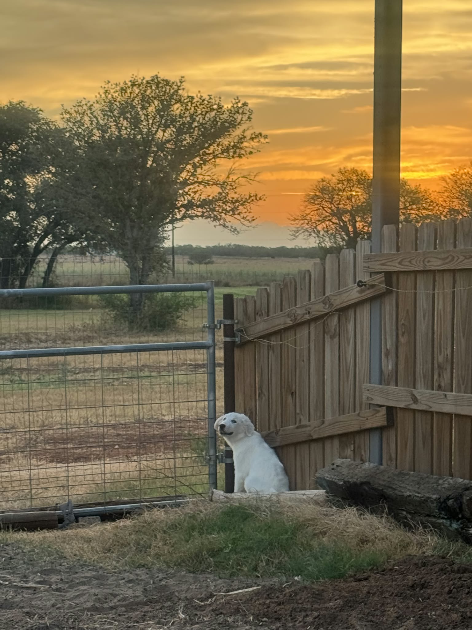 Piper