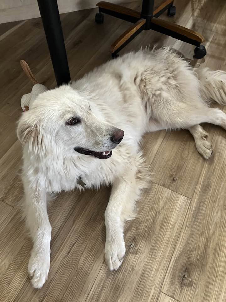Charli Girl