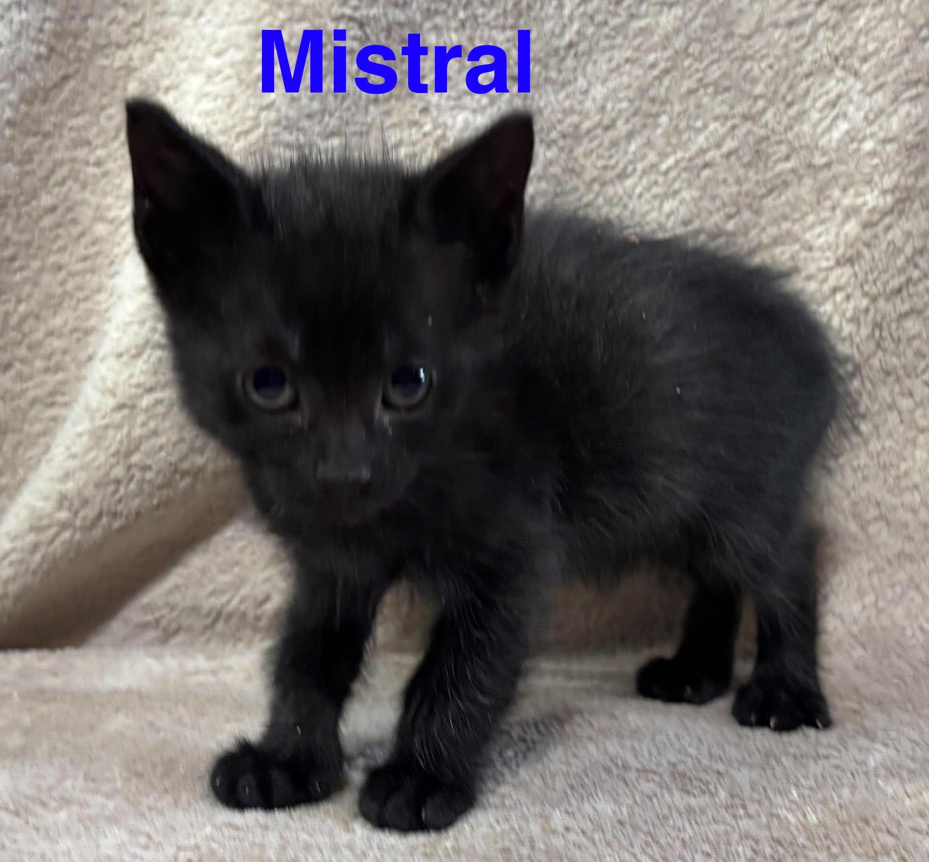 Mistral - (mom Breeze)