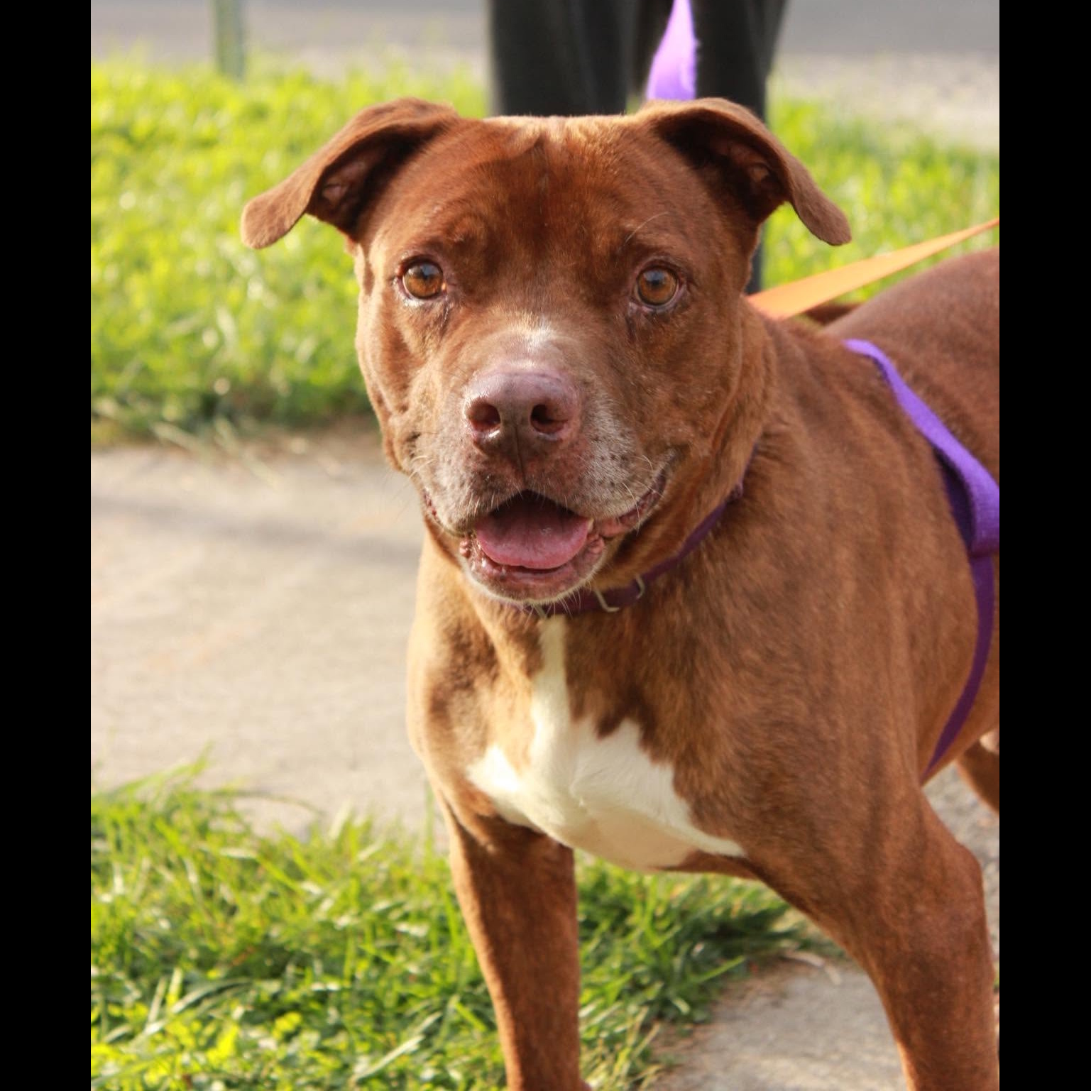Thunder: Adopt or Forever Foster