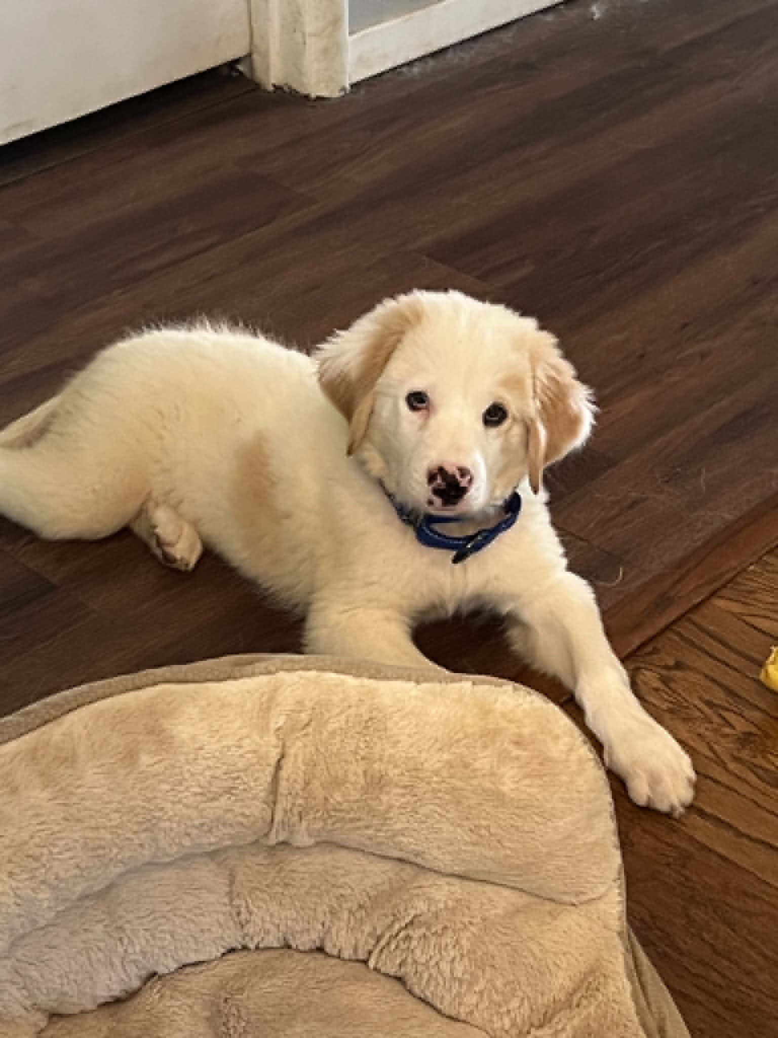 Penelope Pennie