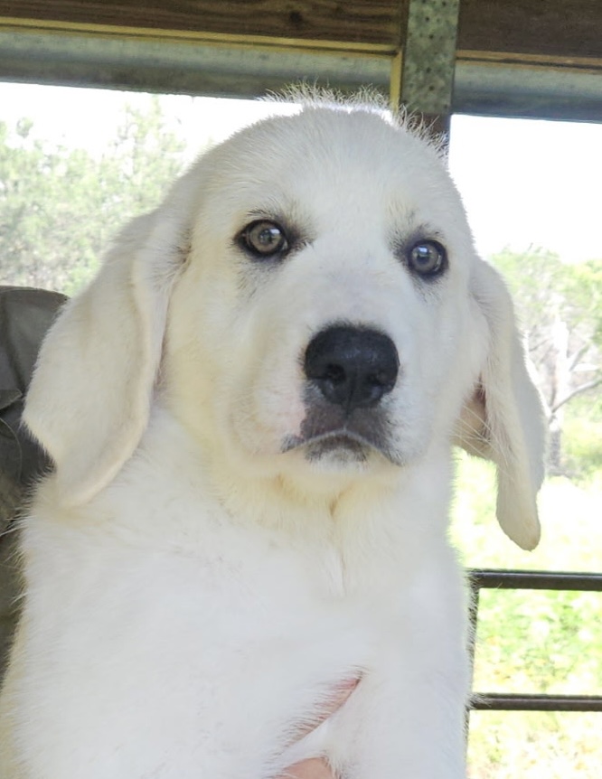 Merlin