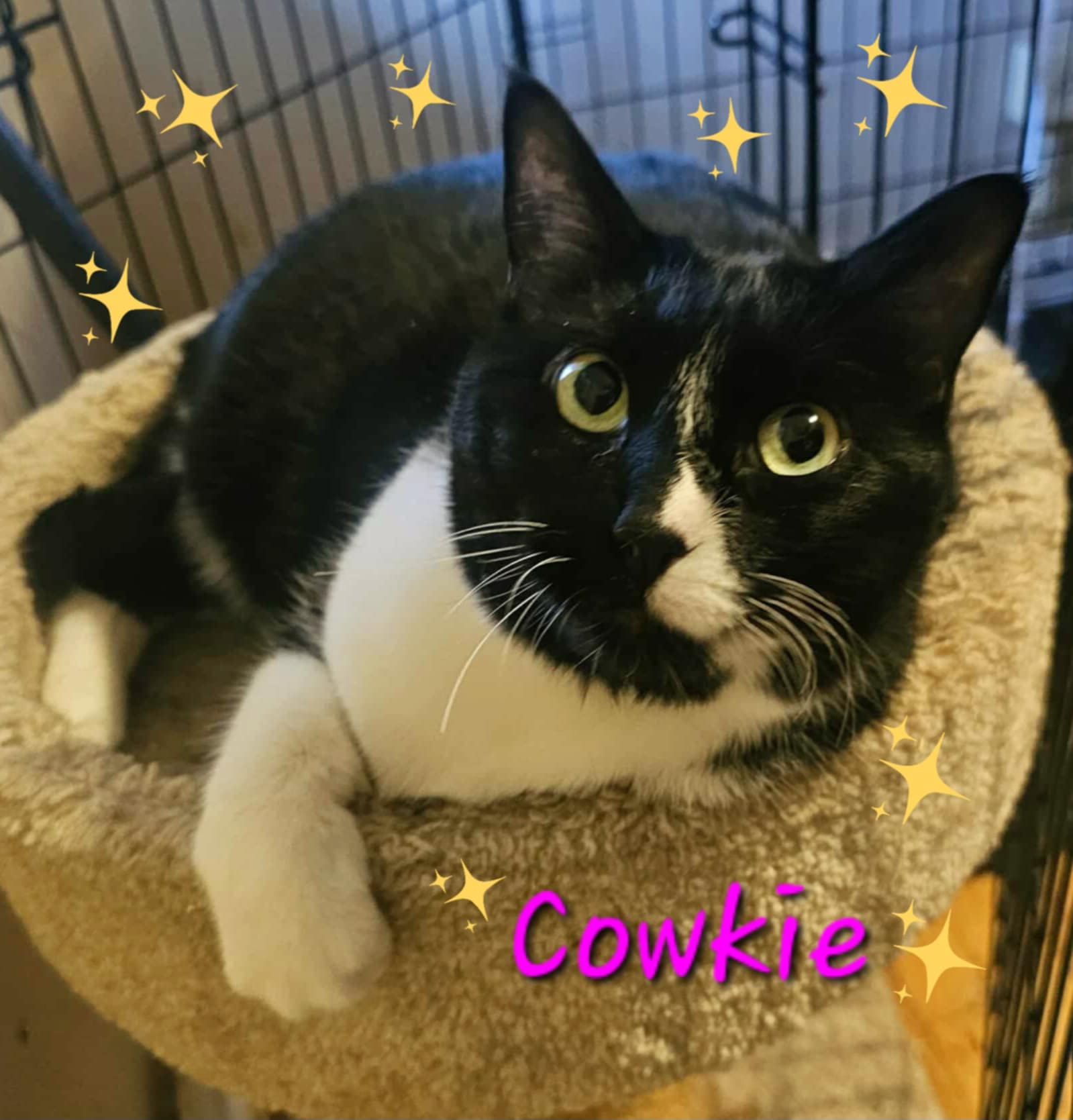 Cowkie