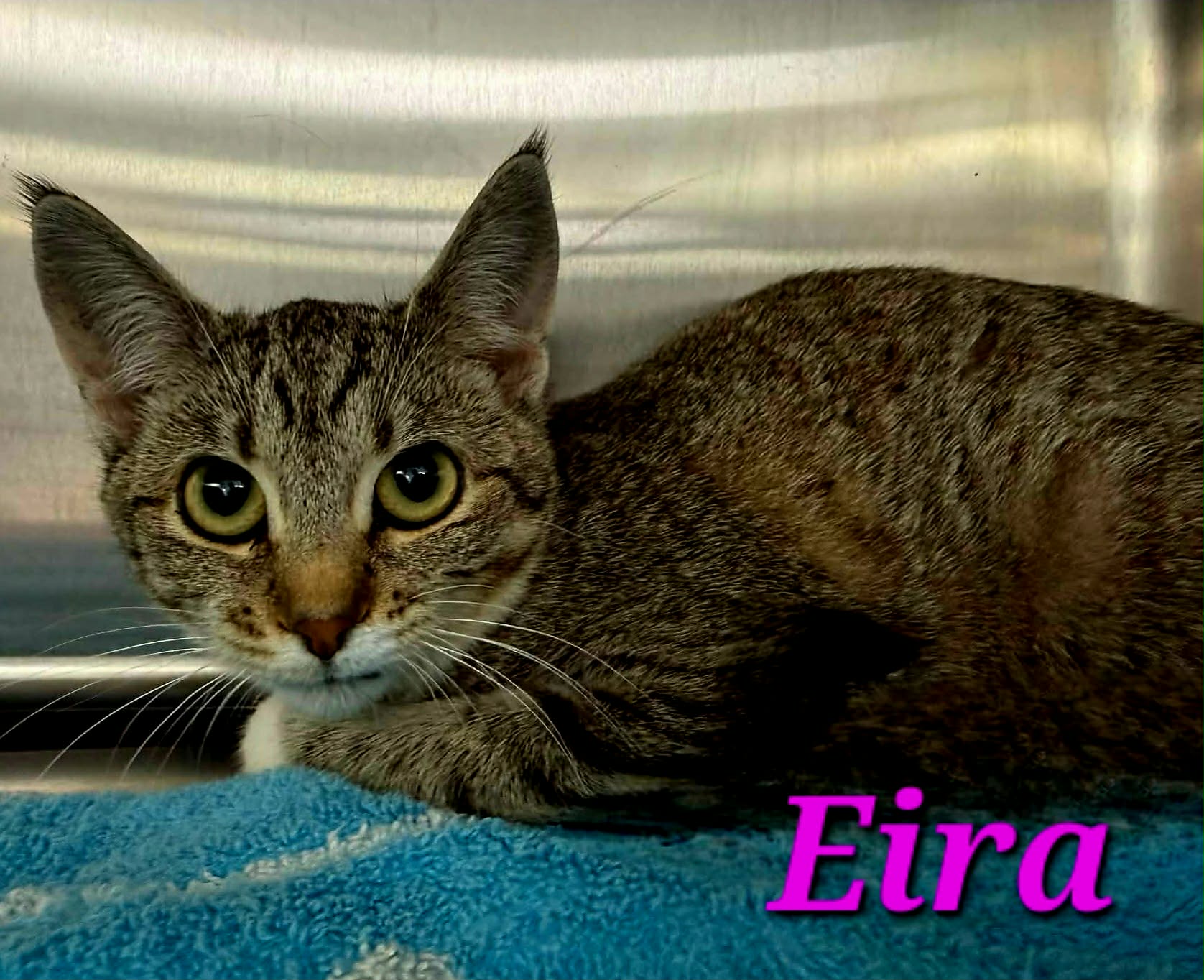 Eira