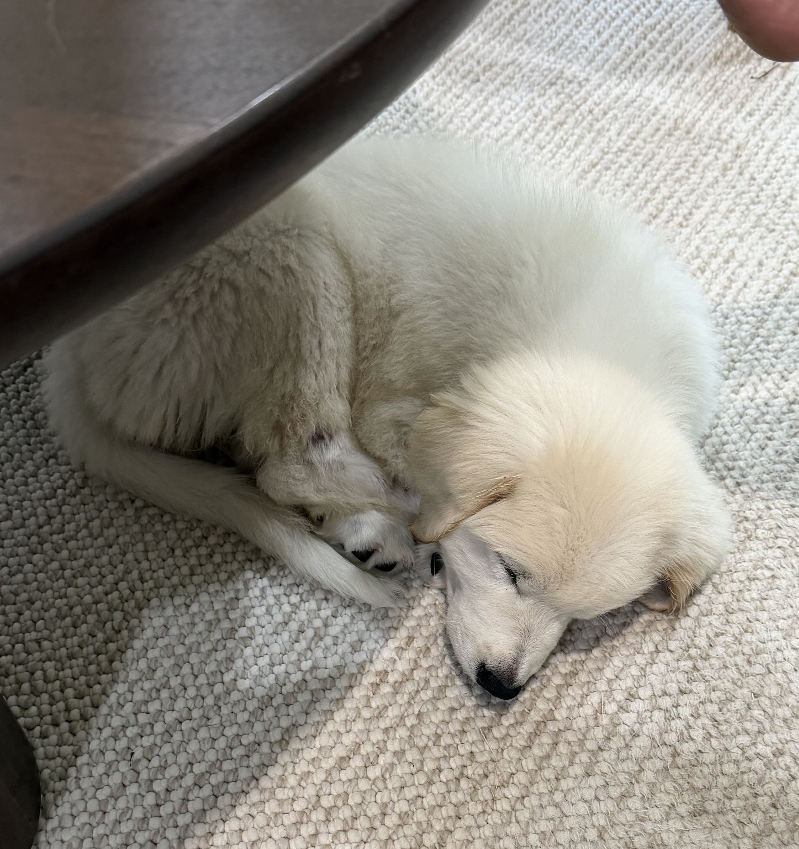 Winnie FKA Honey Cuddles