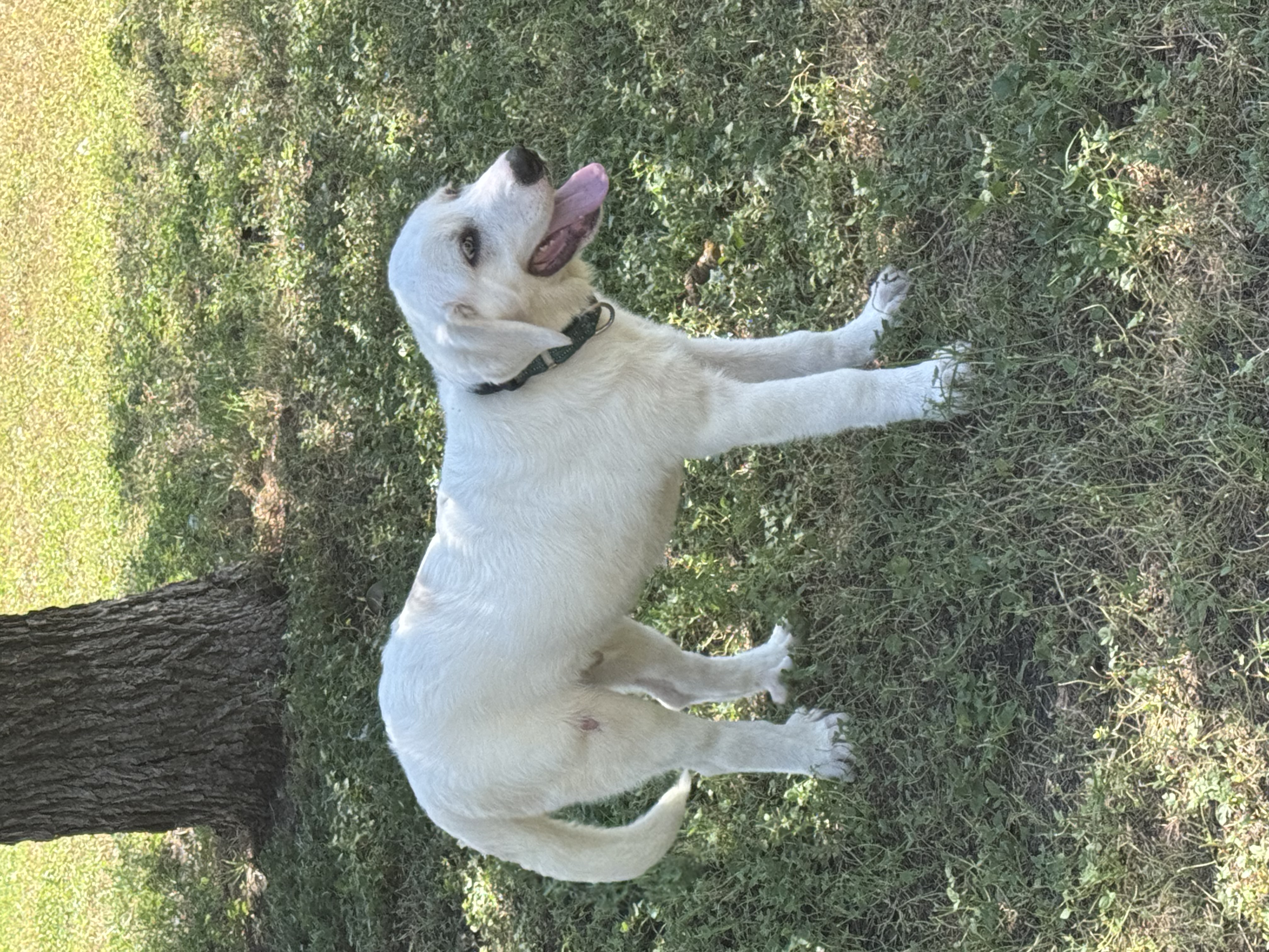 Milo