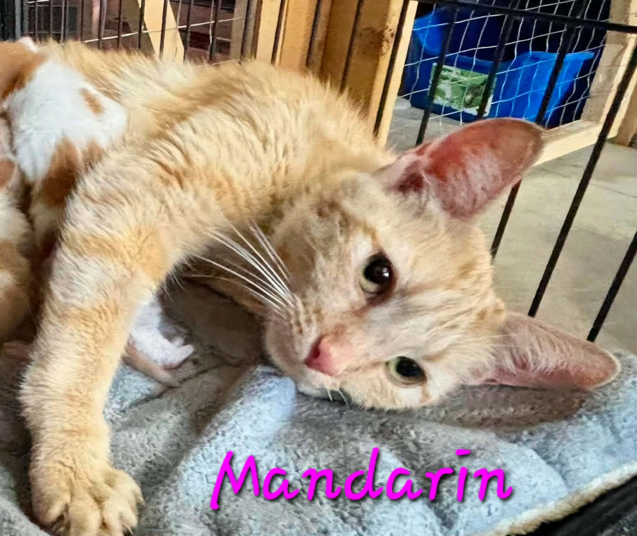 Mandarin