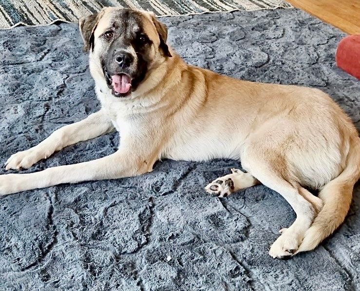 ANATOLIAN SHEPHERD DOG