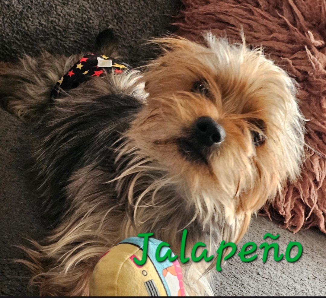 YORKSHIRE TERRIER
