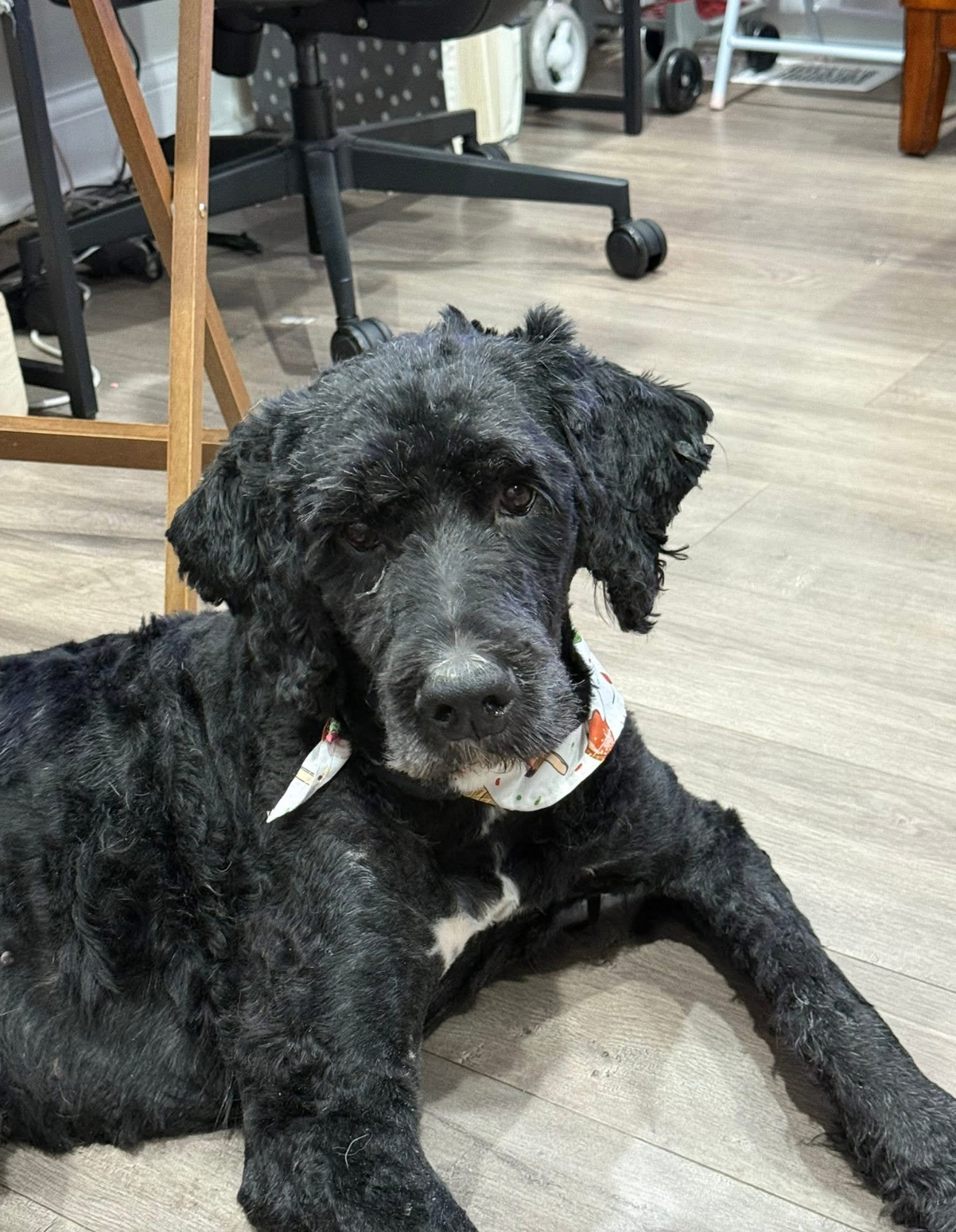 BOUVIER DES FLANDRES, STANDARD POODLE