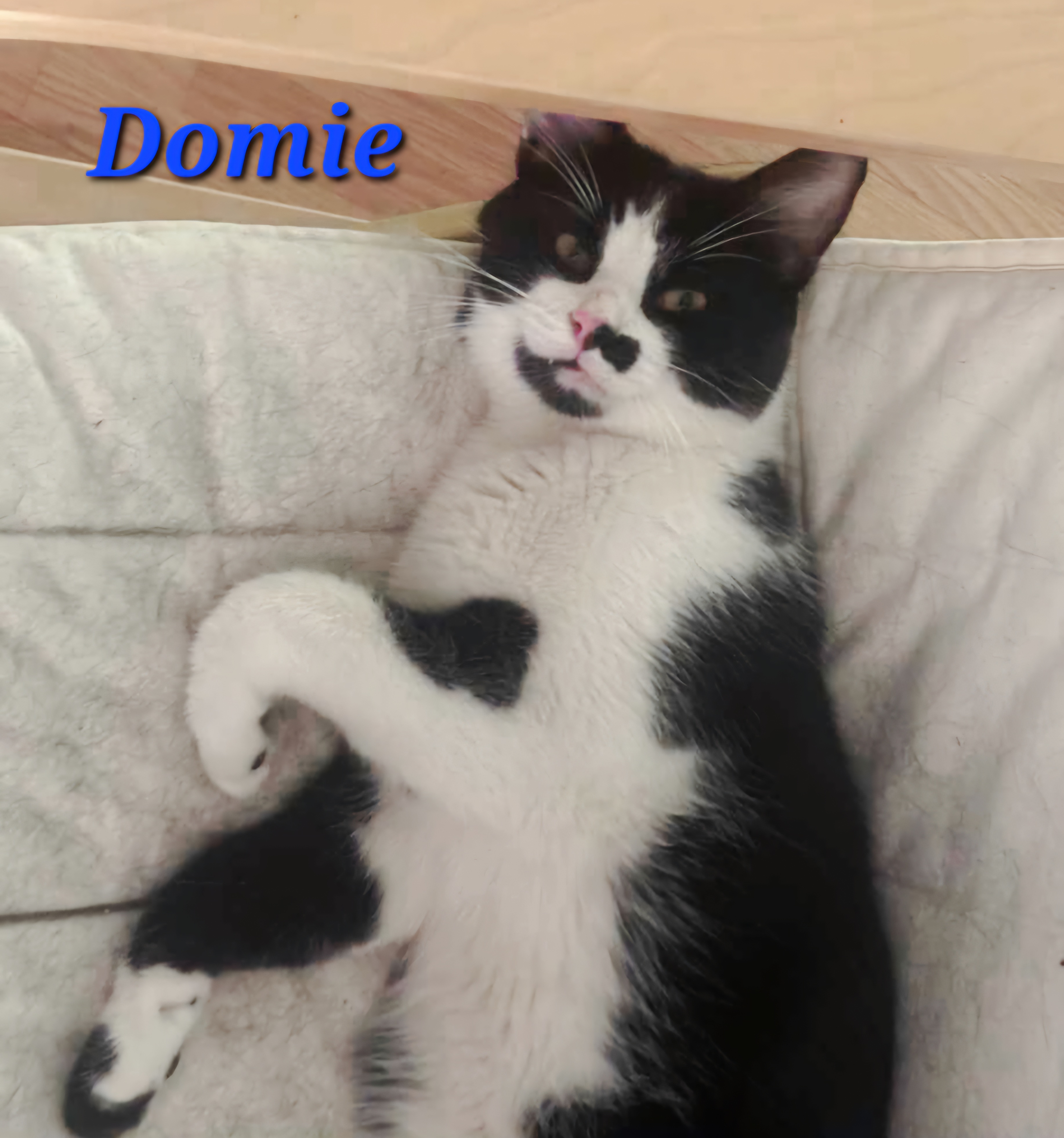 Domie