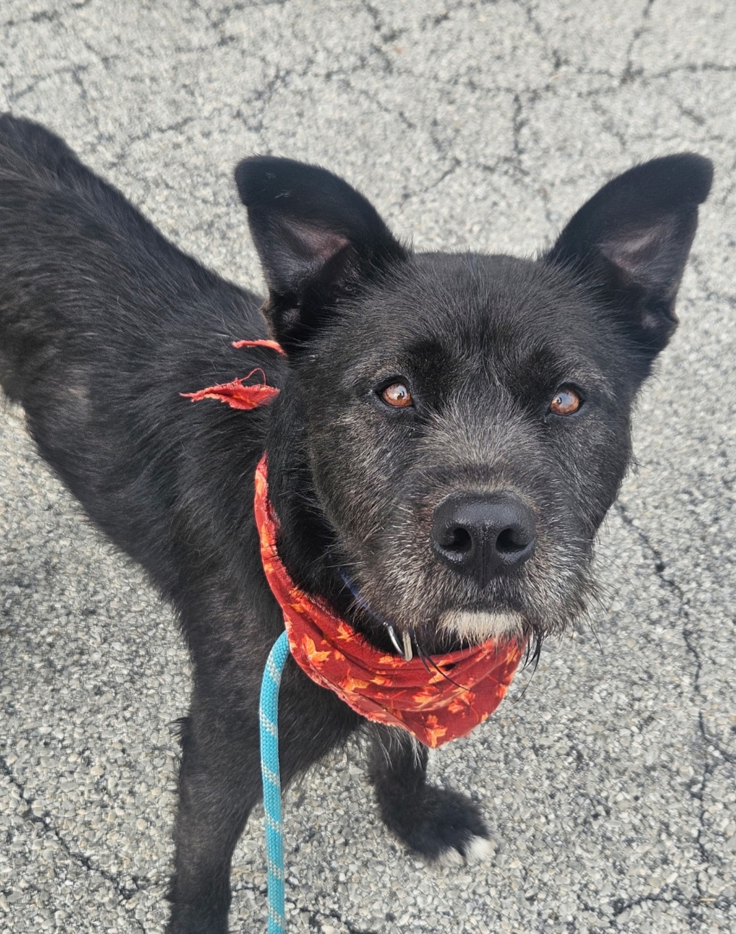DUTCH SHEPHERD DOG, WIRE FOX TERRIER