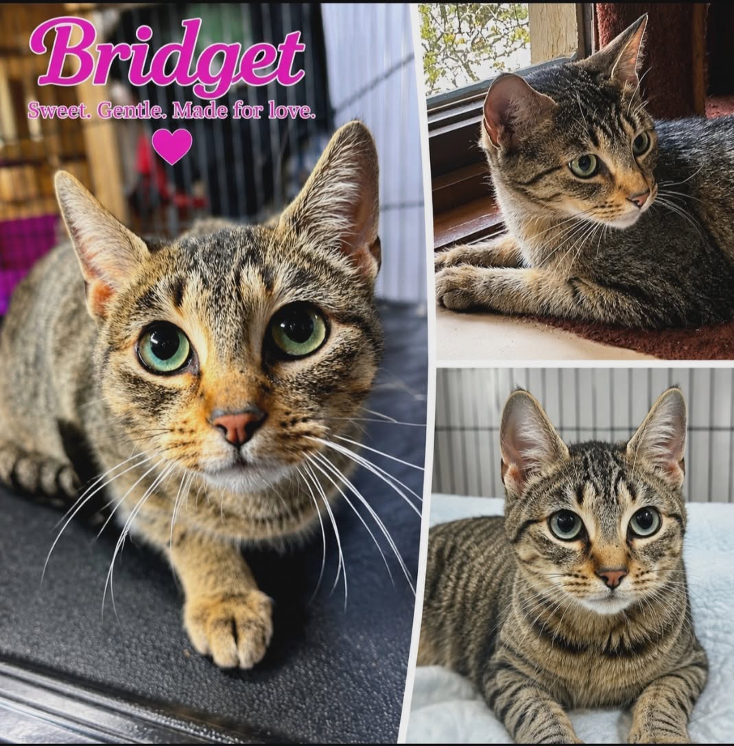 Bridget