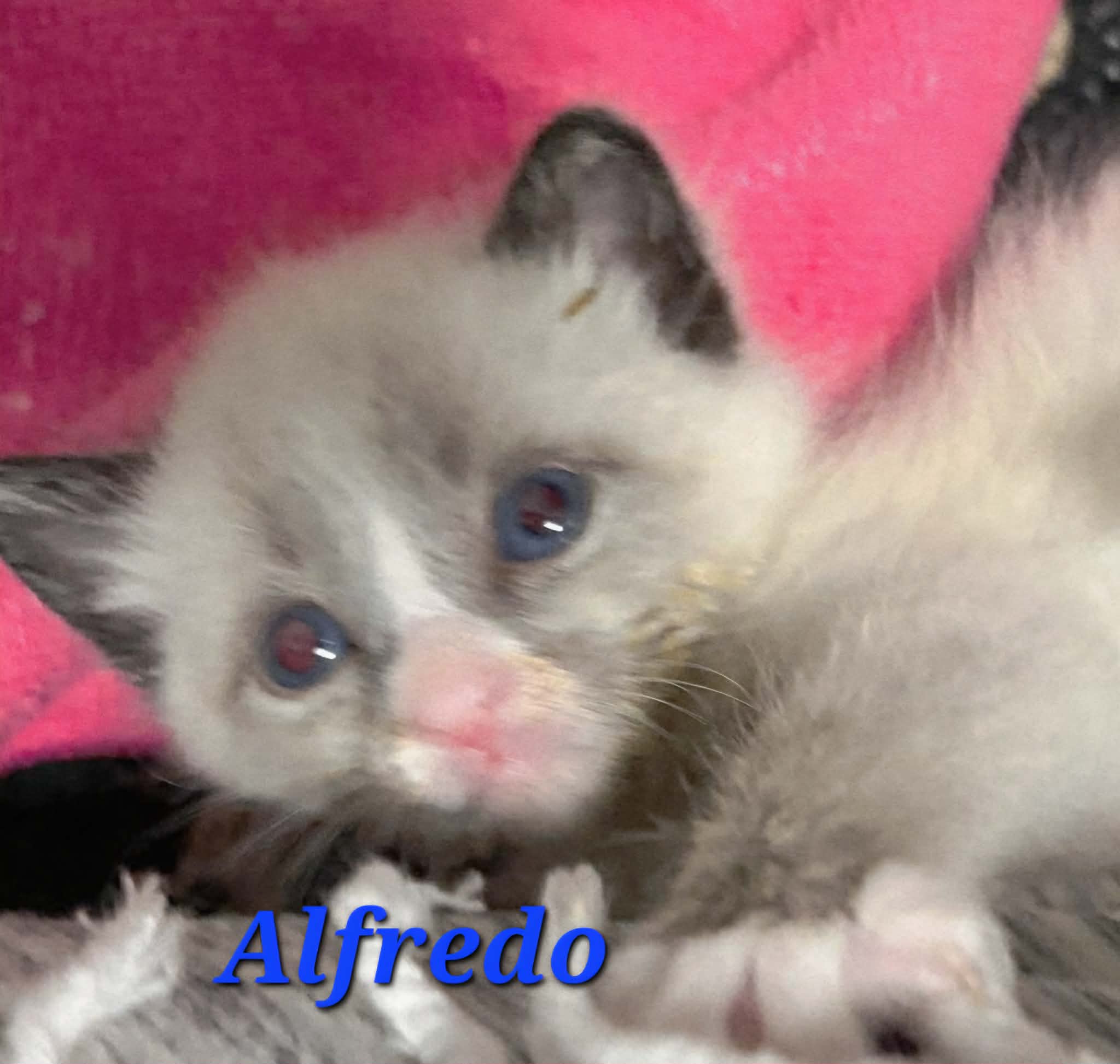 Alfredo 