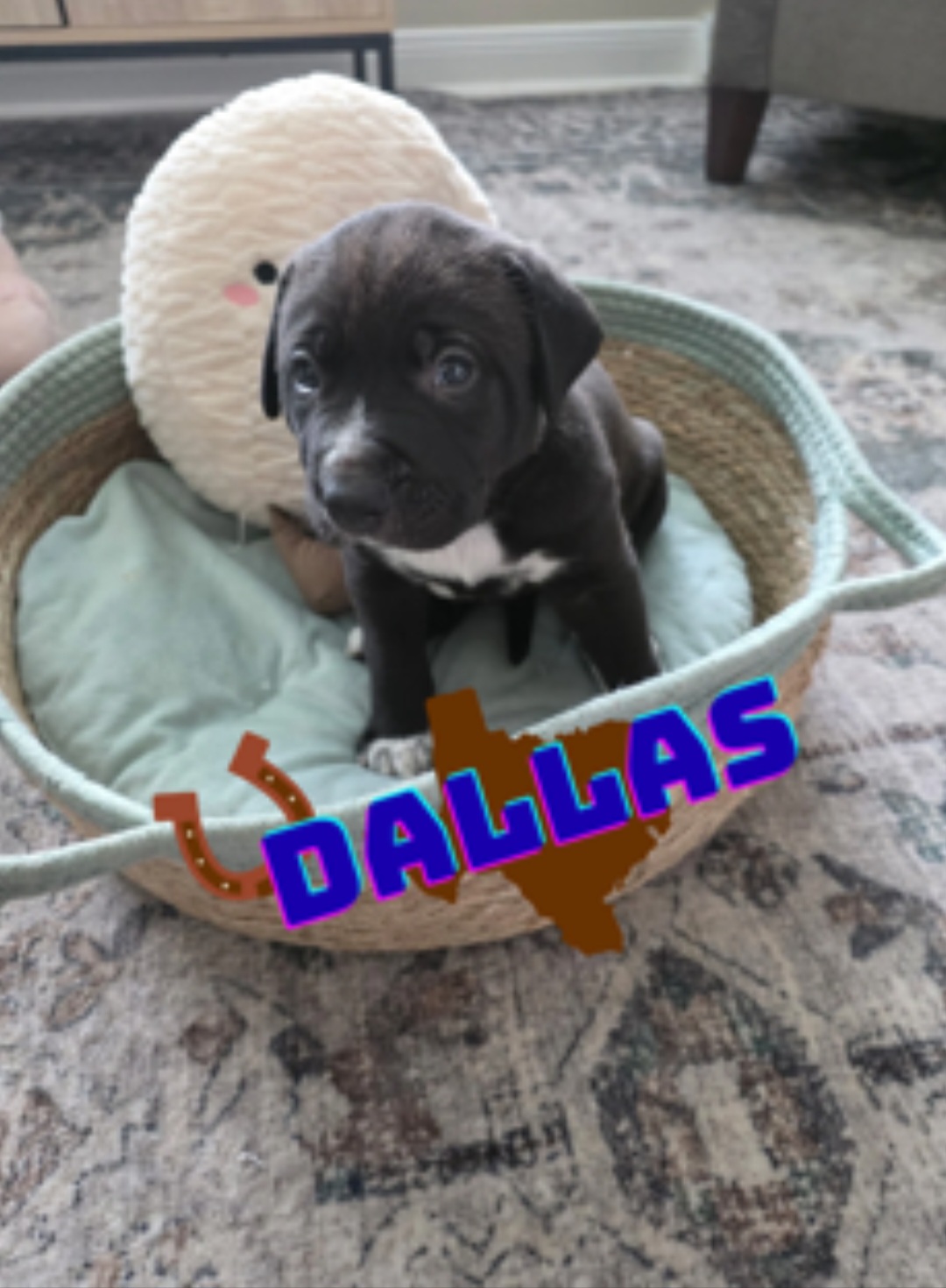 AMERICAN PIT BULL TERRIER, ANATOLIAN SHEPHERD DOG, BLACK MOUTH CUR