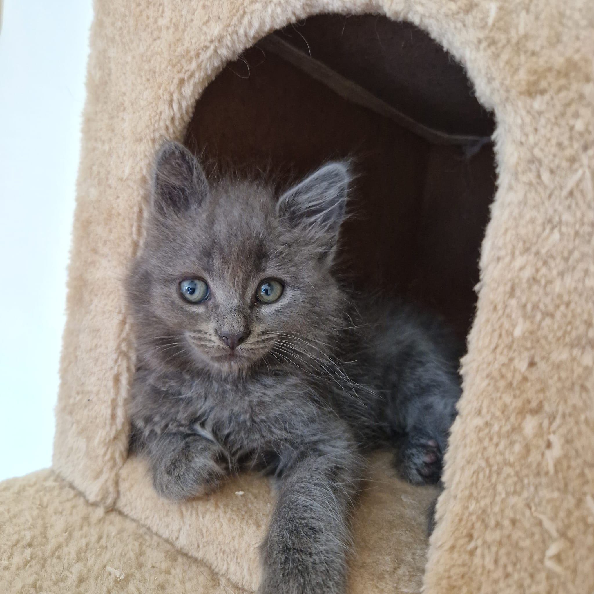 Freya