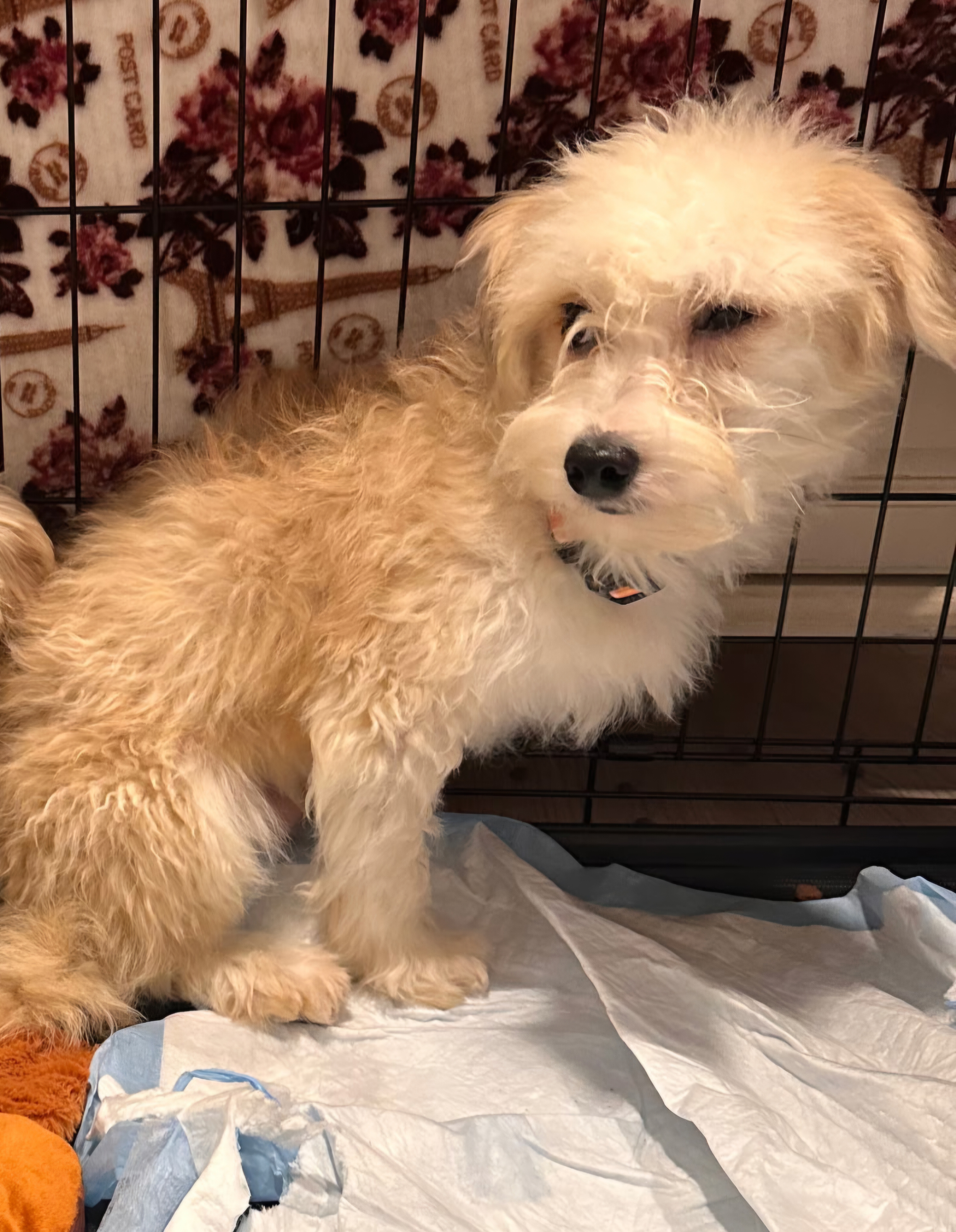 MINIATURE AUSTRIALIAN SHEPHERD, BICHON FRISE